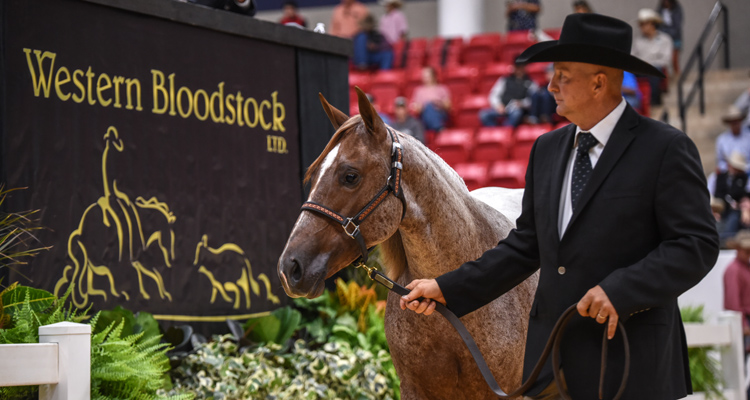2022 NRCHA Snaffle Bit Futurity Sales averages top the charts on first day