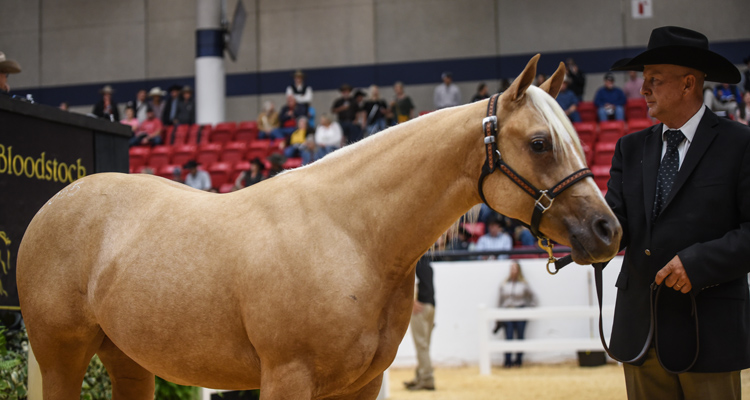 2022 NRCHA Snaffle Bit Futurity Sales strong from start to finish